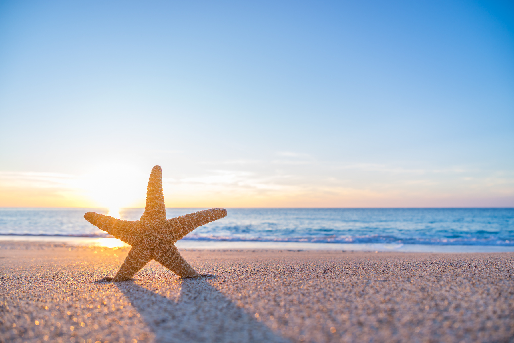 Starfish on the Beach at Sunrise